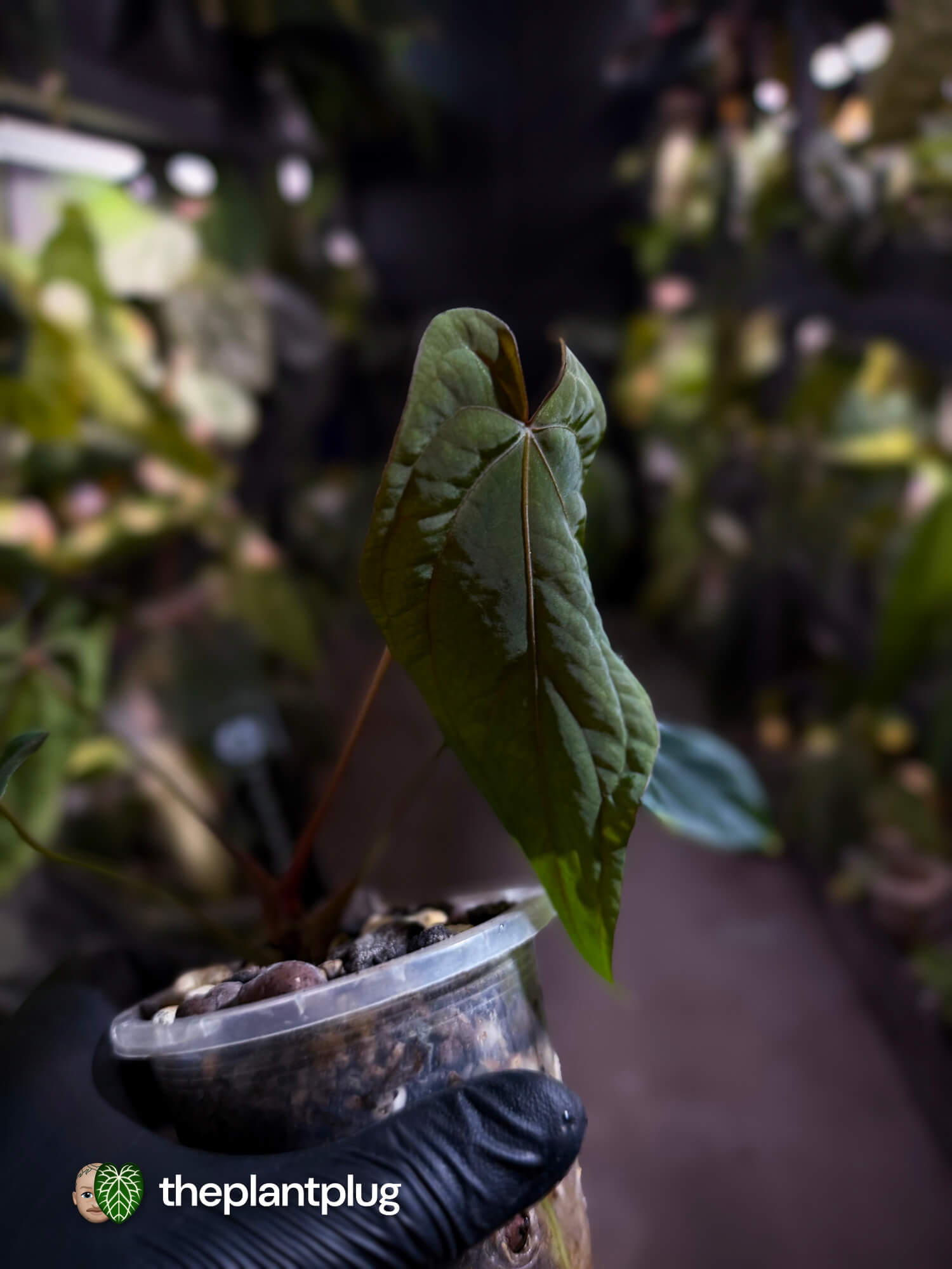 Anthurium #MidnightVelvet