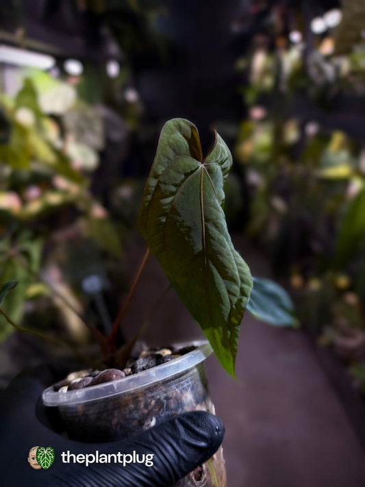 Anthurium #MidnightVelvet