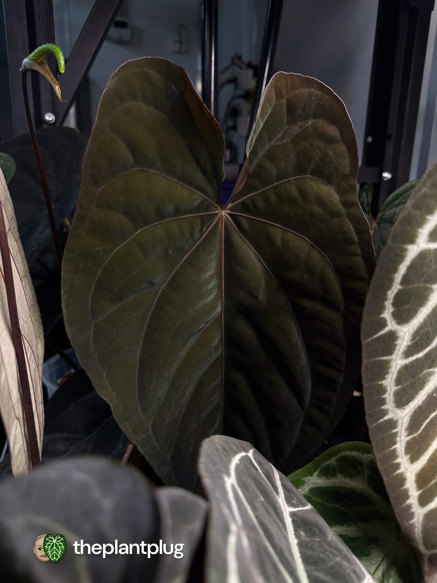 Anthurium pap dress x MV RVDP • germinated seeds