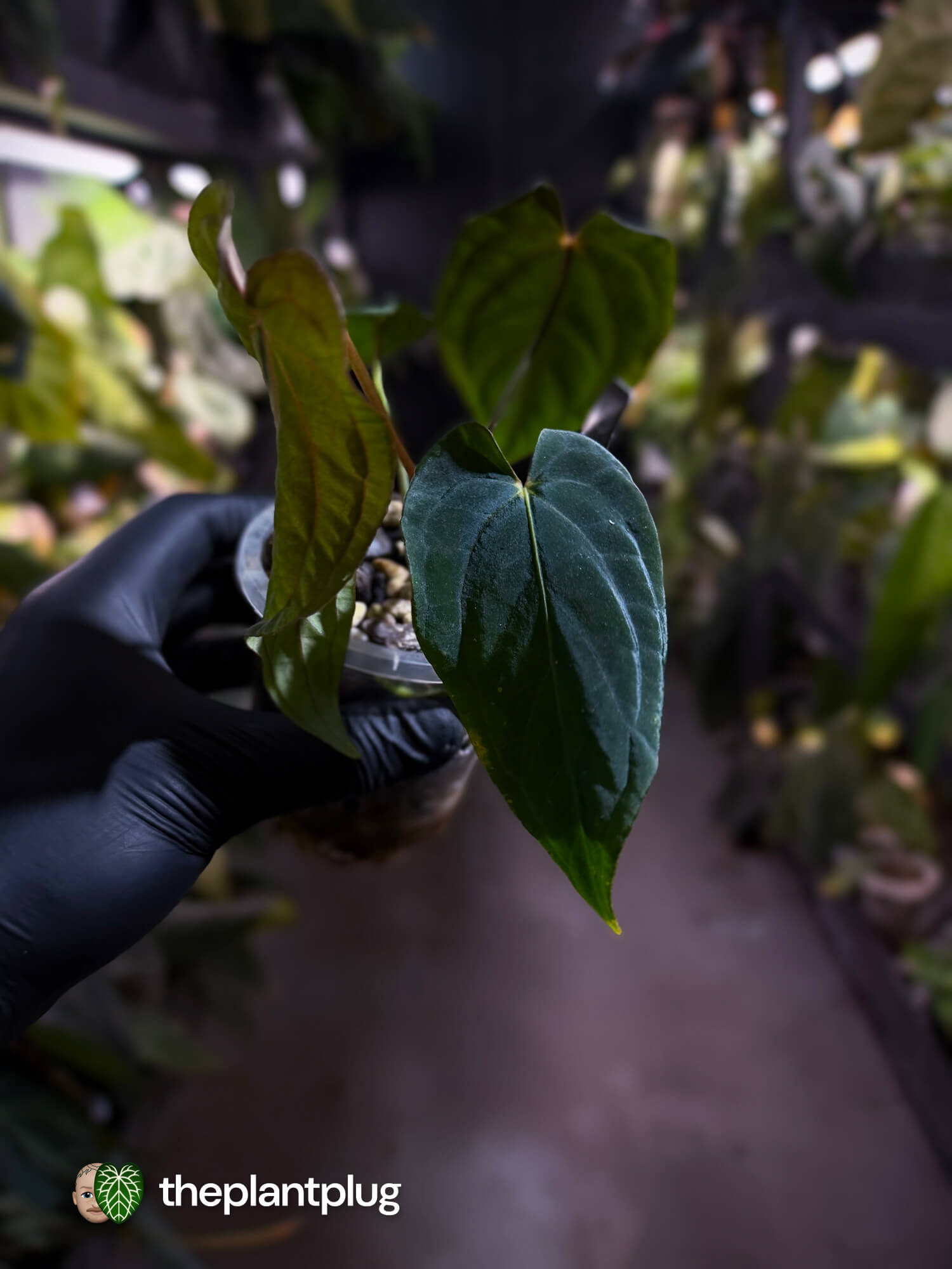 Anthurium #MidnightVelvet