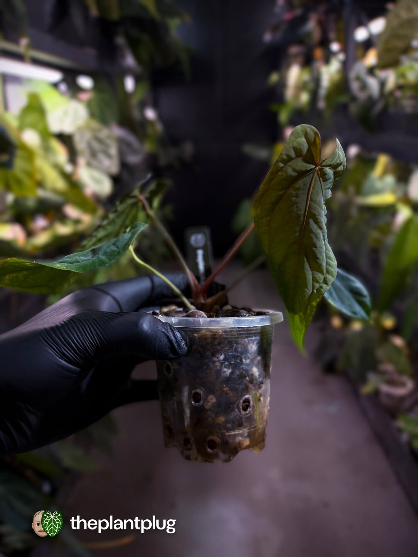 Anthurium #MidnightVelvet