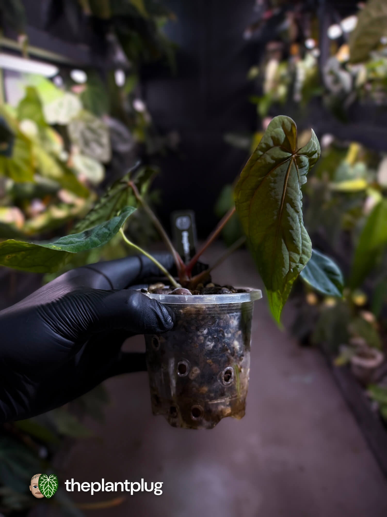 Anthurium #MidnightVelvet