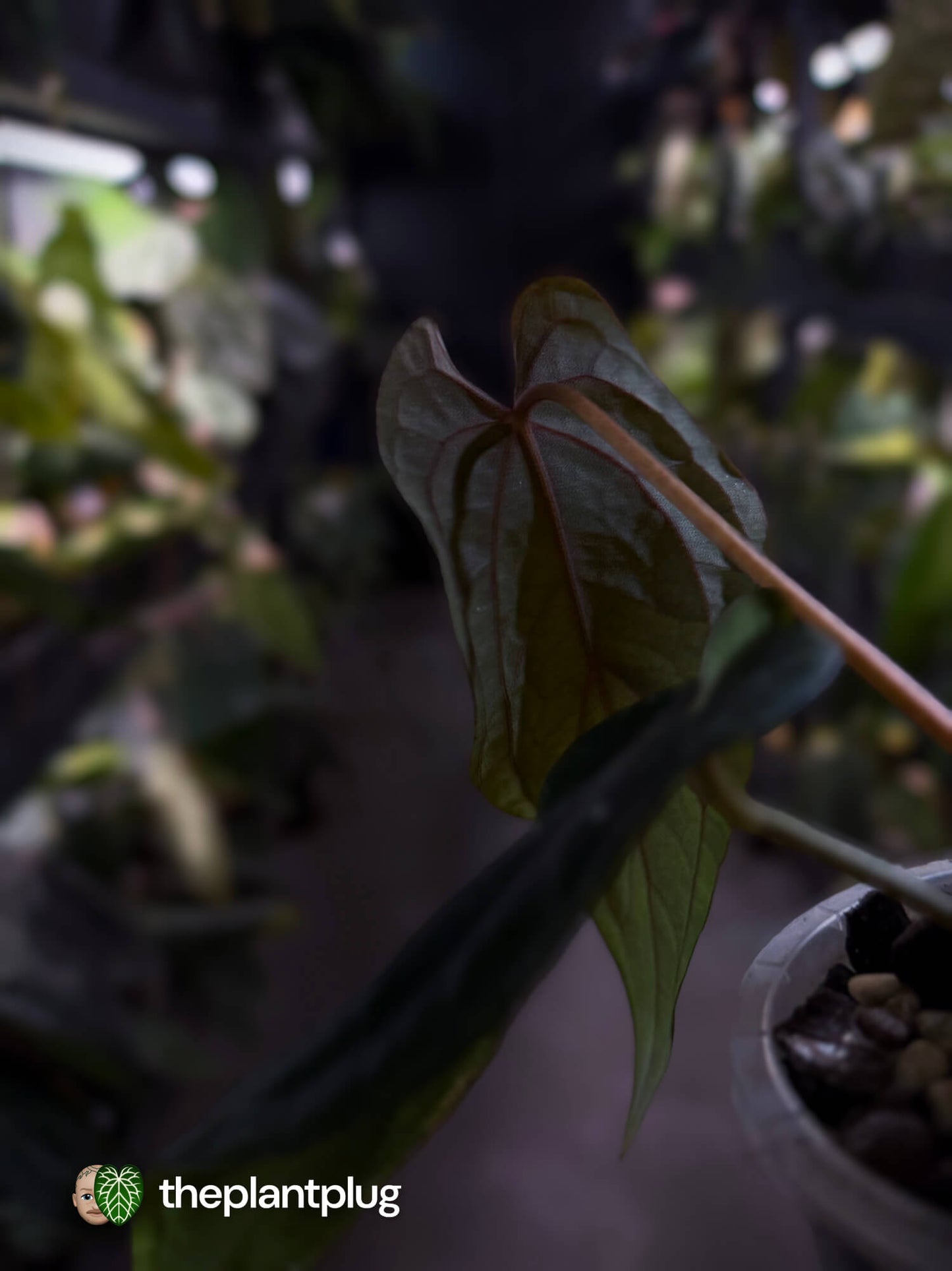 Anthurium #MidnightVelvet