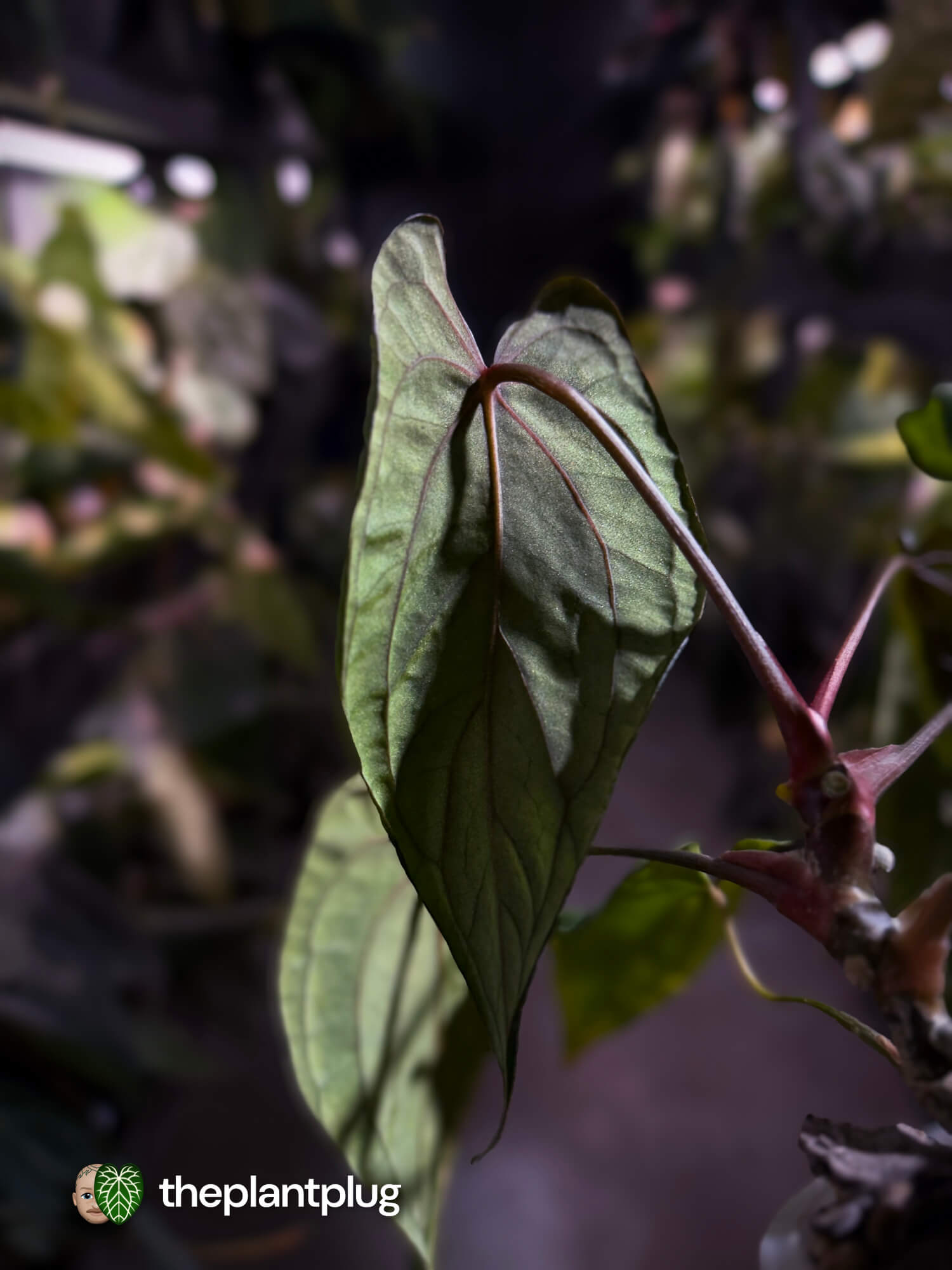 Anthurium #MidnightVelvet