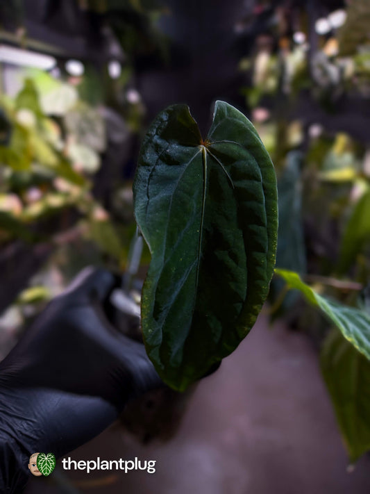 Anthurium #MidnightVelvet