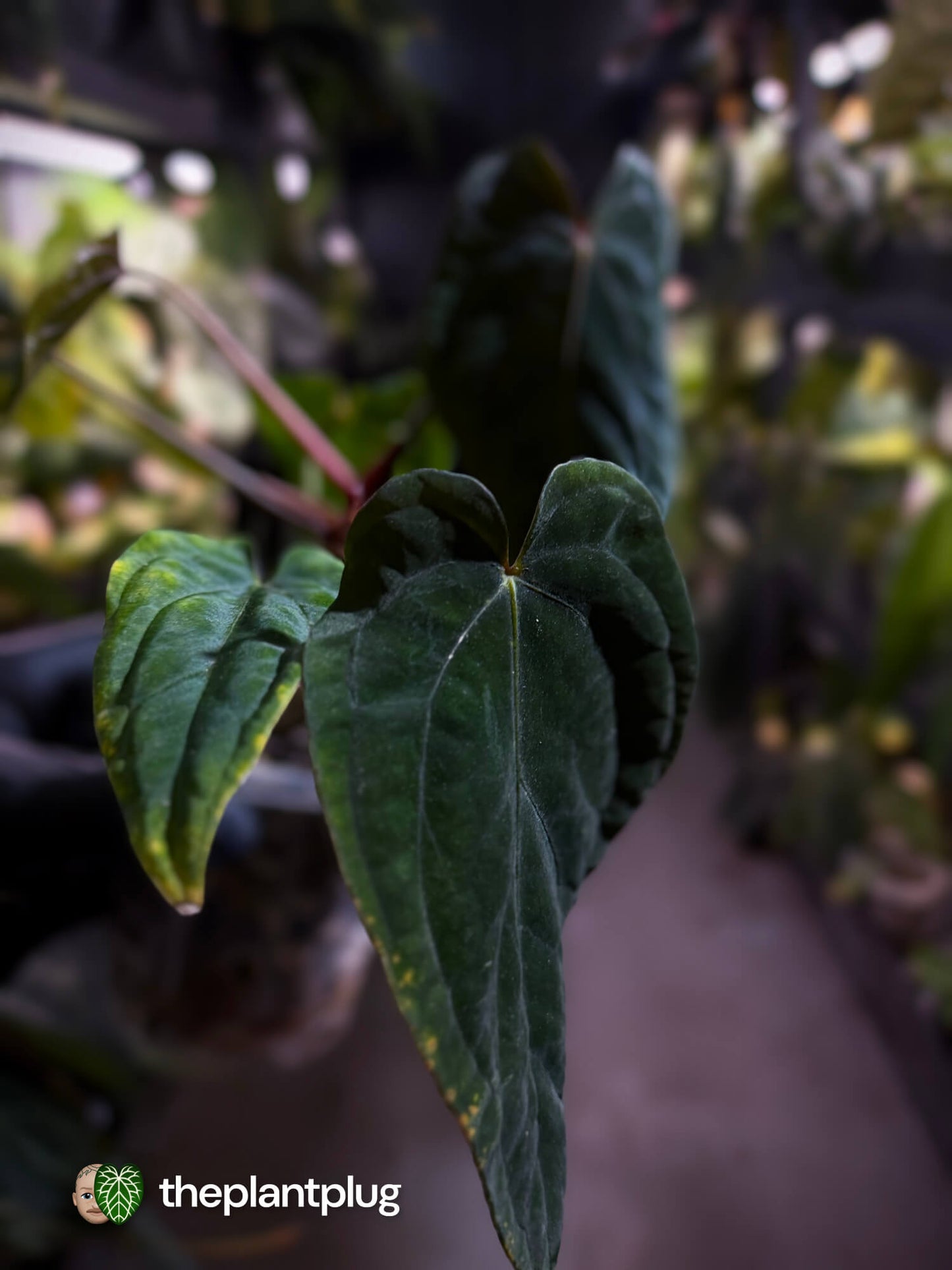 Anthurium #MidnightVelvet