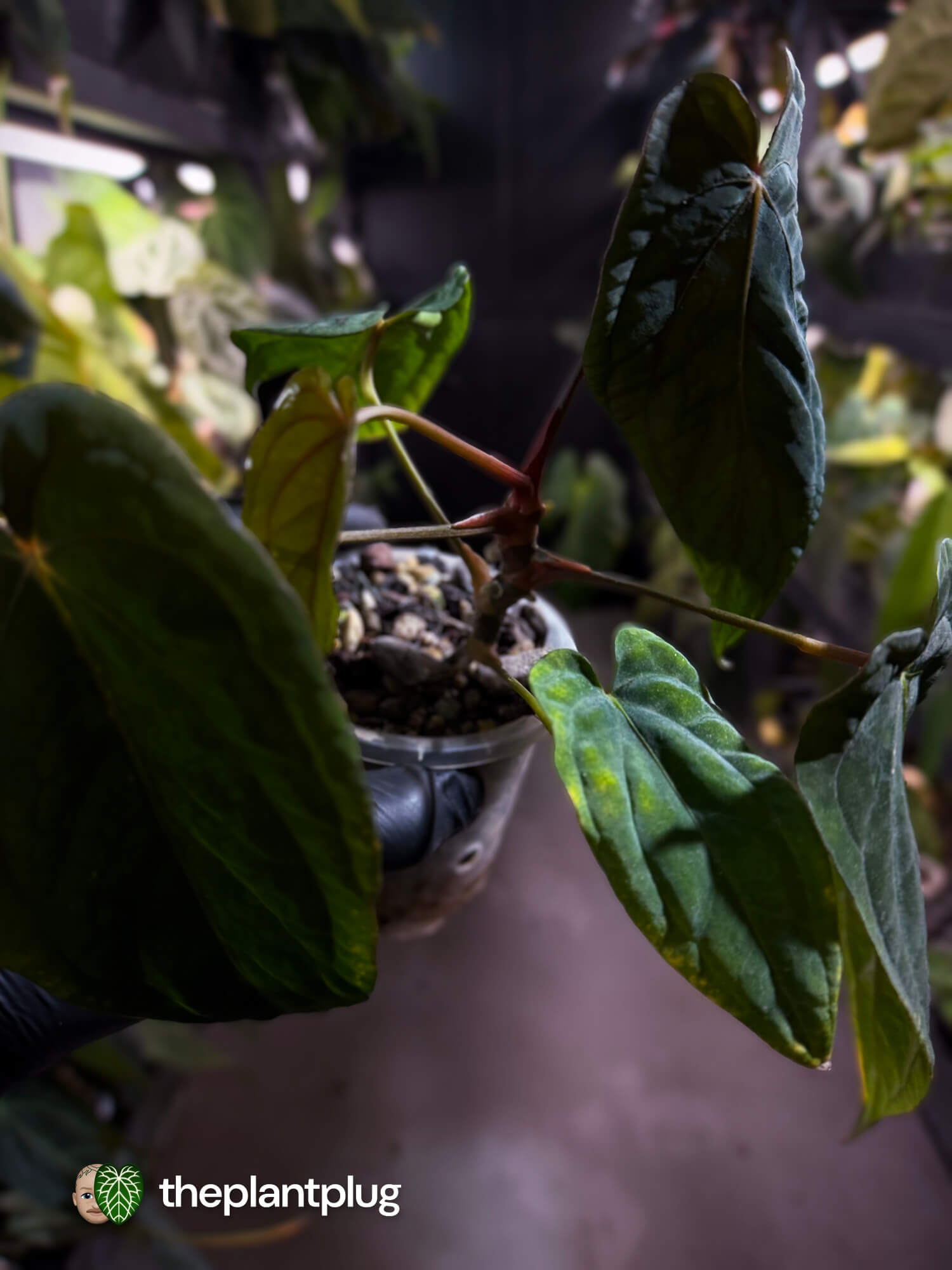 Anthurium #MidnightVelvet