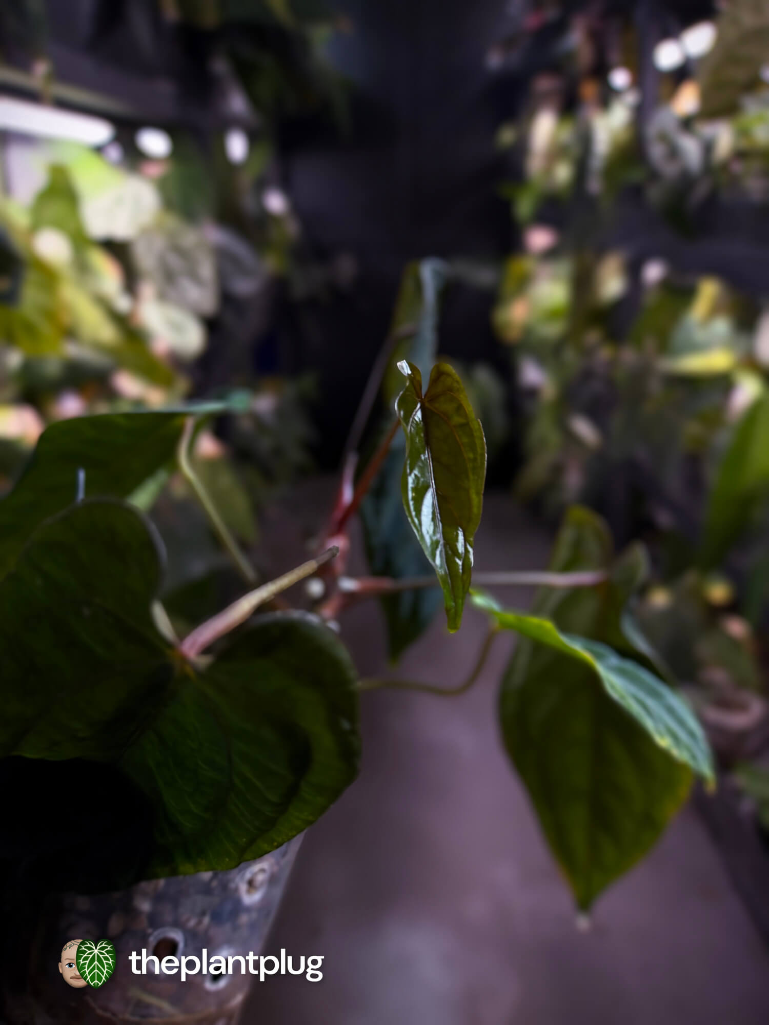 Anthurium #MidnightVelvet