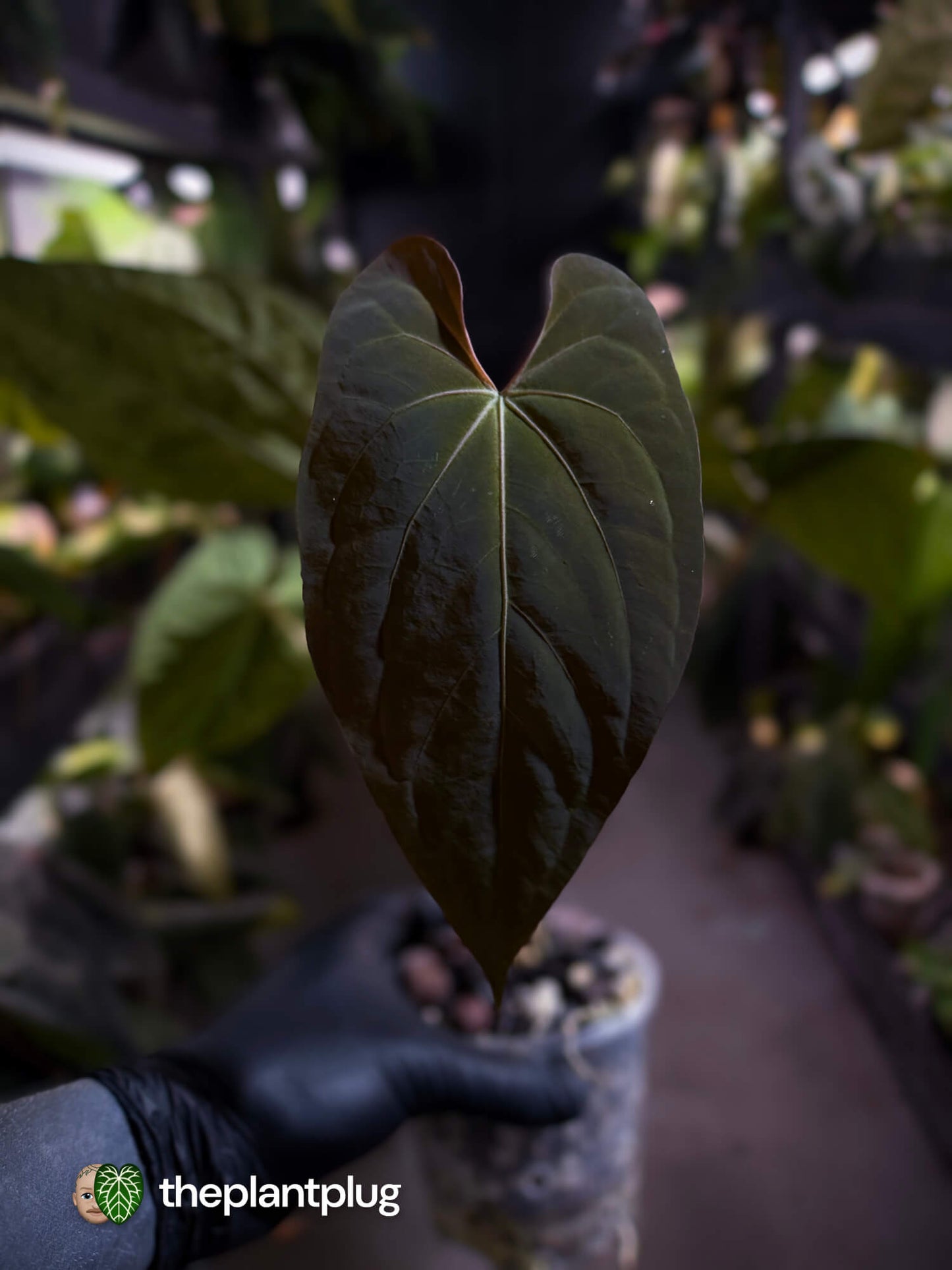 Anthurium #CherryNoir 🍒