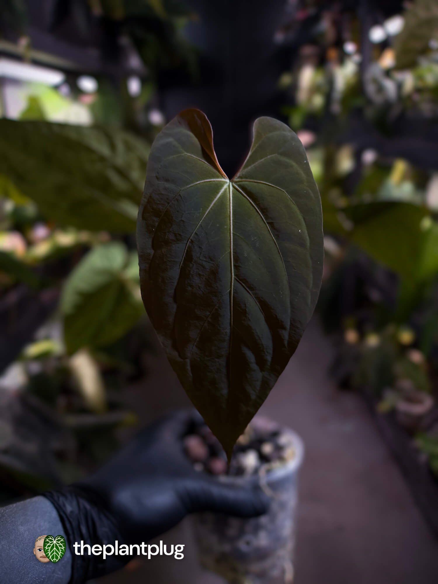 Anthurium #CherryNoir 🍒