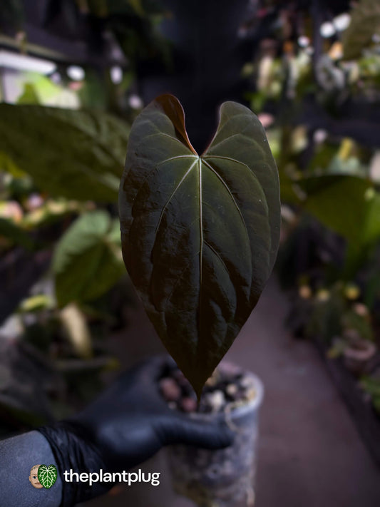 Anthurium #CherryNoir 🍒