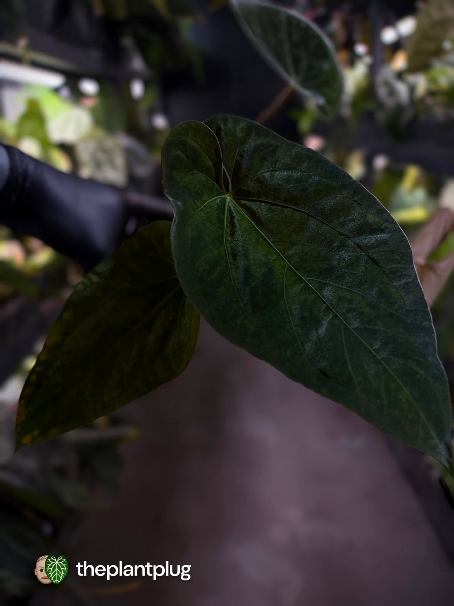 Anthurium #CherryNoir 🍒