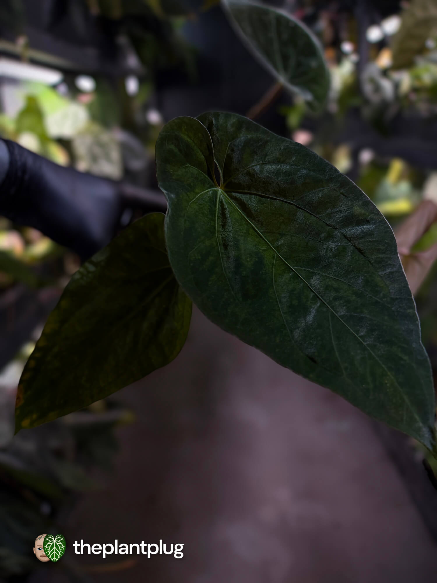 Anthurium #CherryNoir 🍒