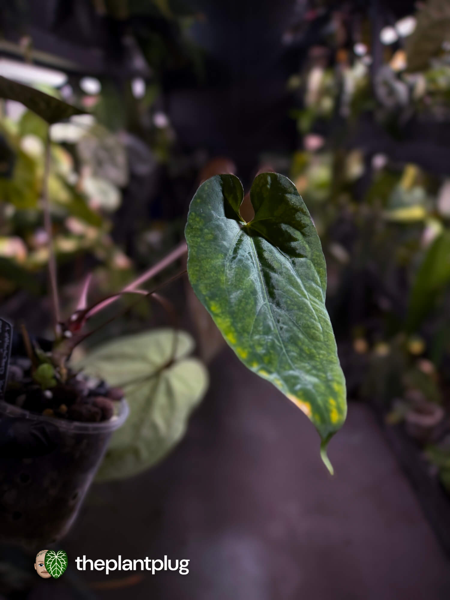 Anthurium #CherryNoir 🍒