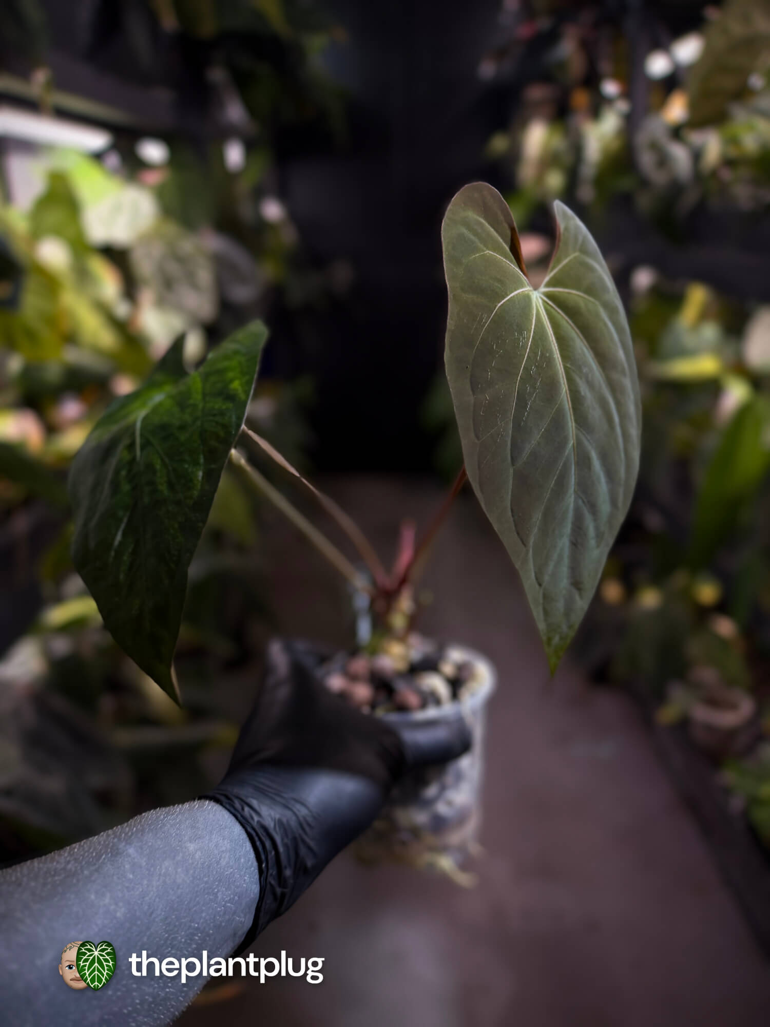 Anthurium #CherryNoir 🍒