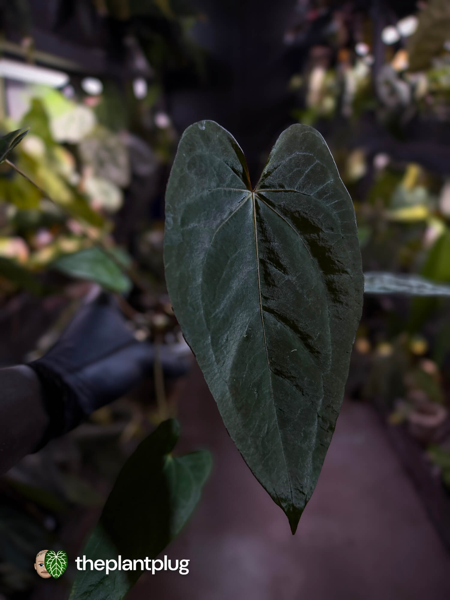 Anthurium #CherryNoir 🍒