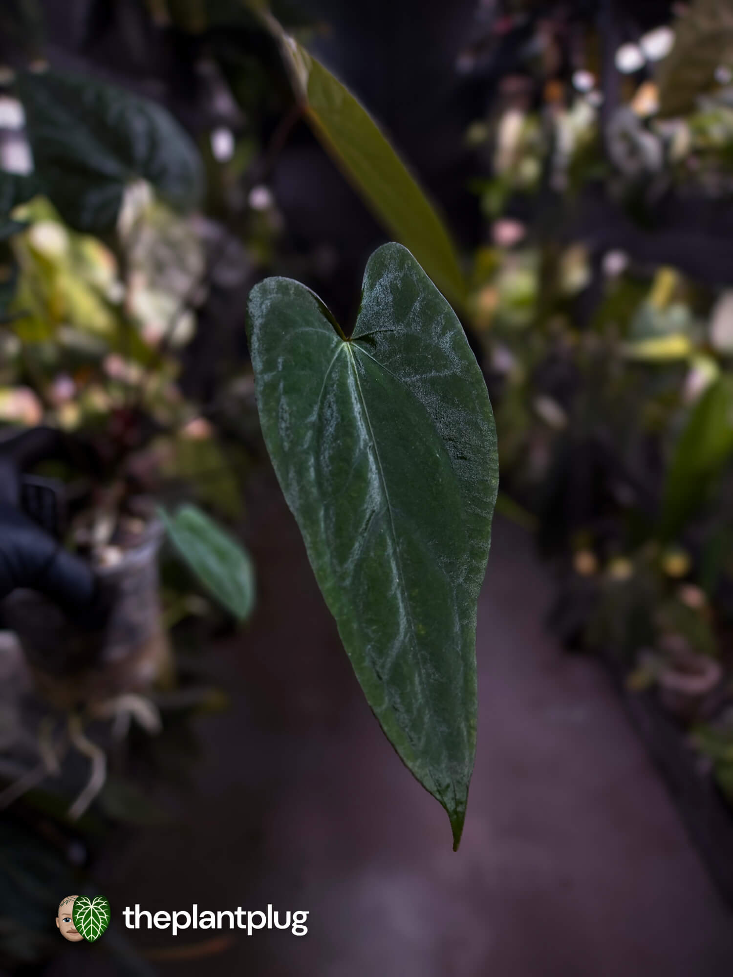 Anthurium #CherryNoir 🍒