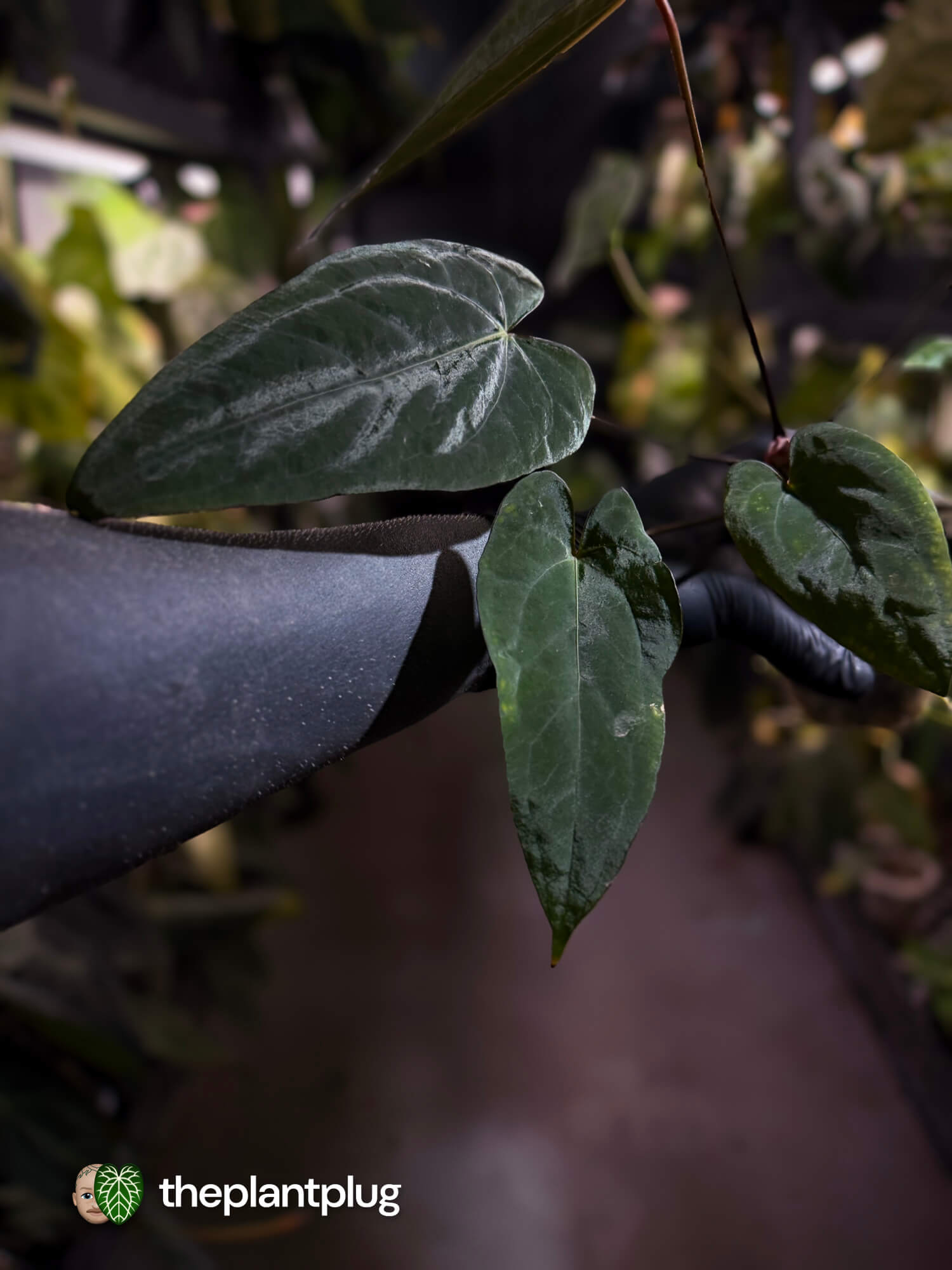 Anthurium #CherryNoir 🍒