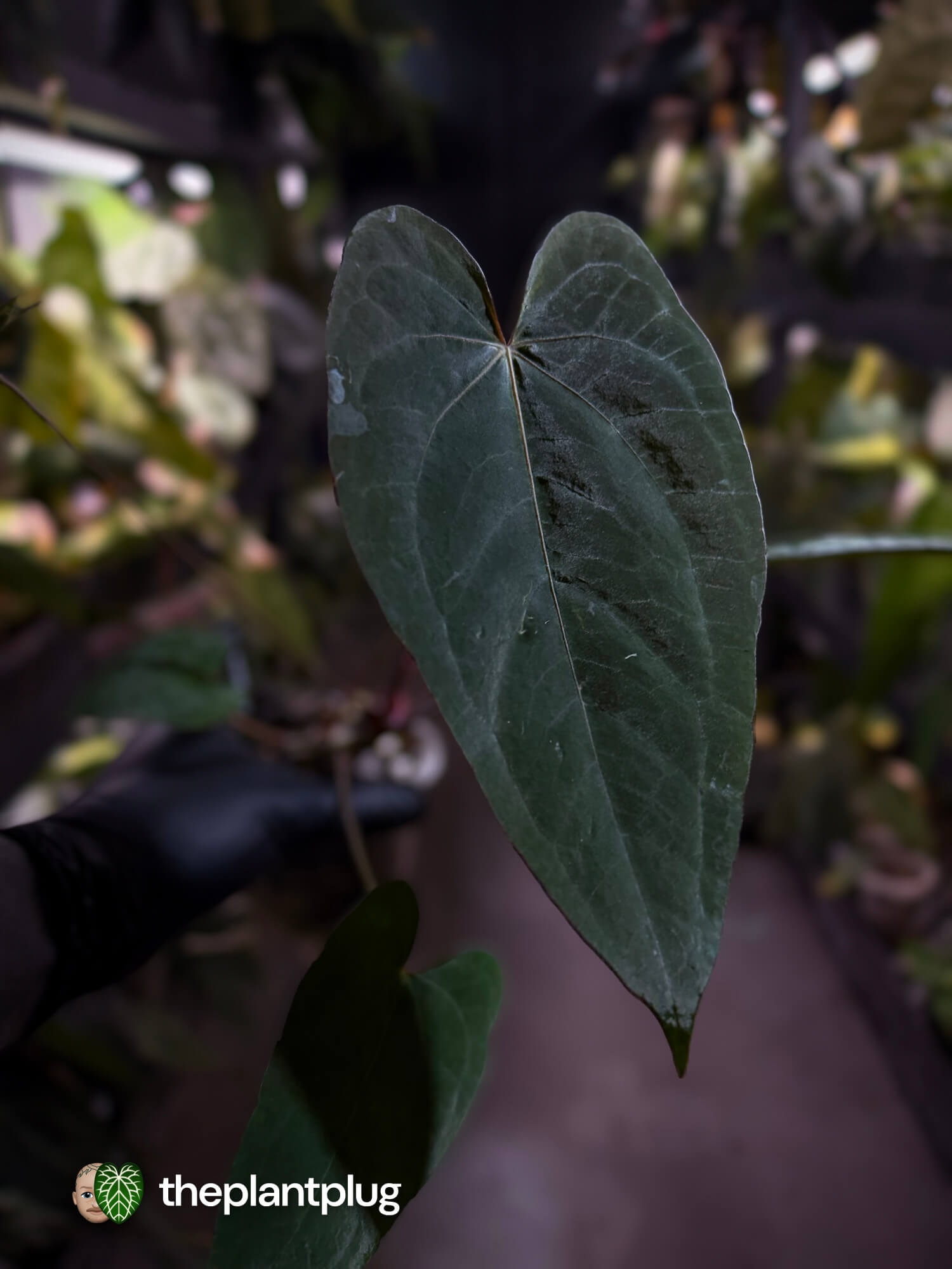 Anthurium #CherryNoir 🍒