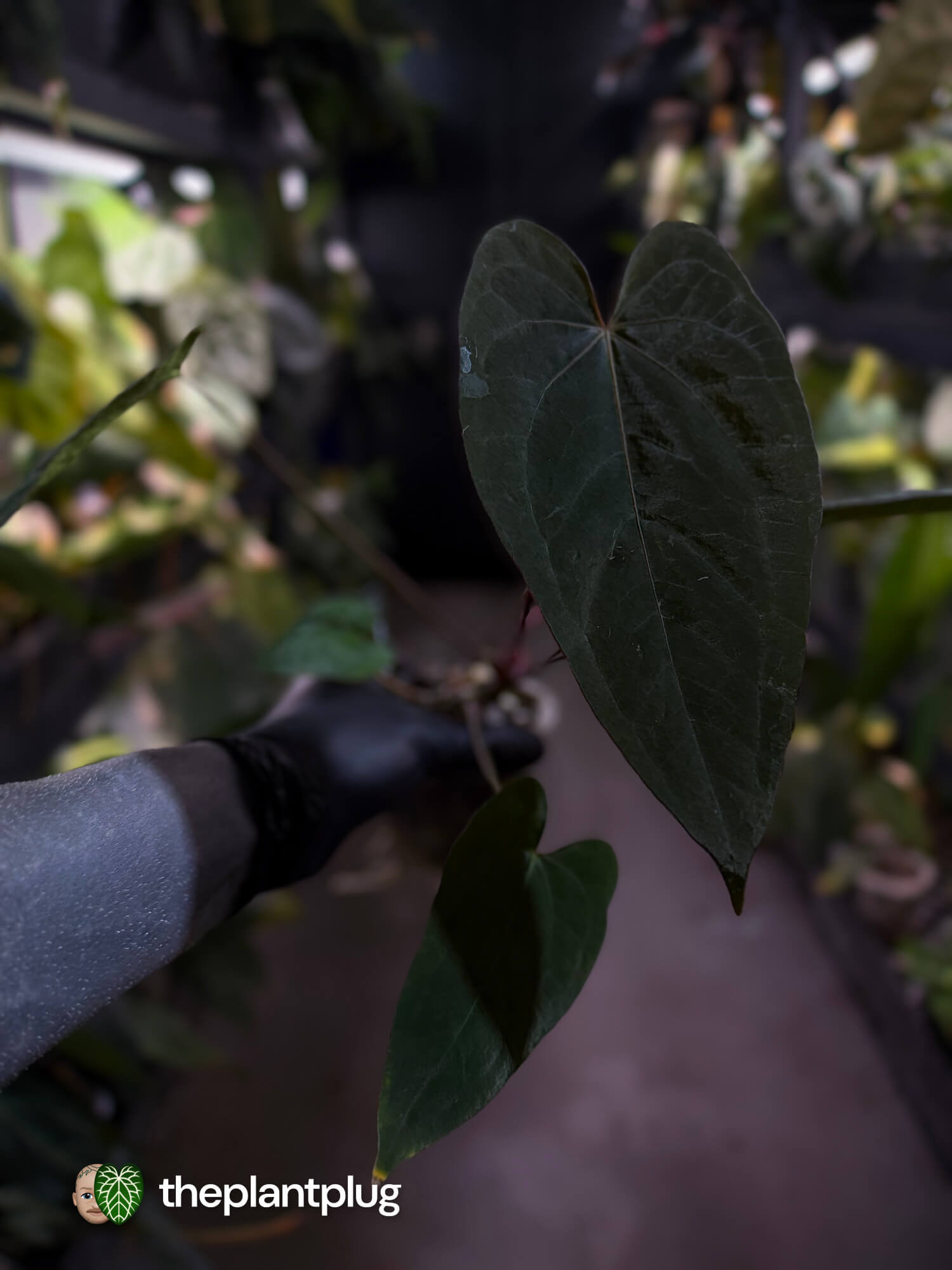 Anthurium #CherryNoir 🍒