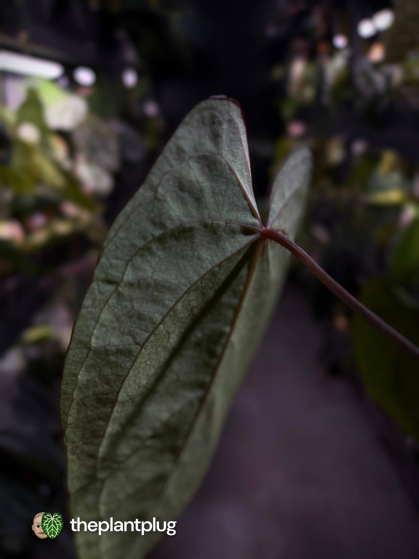 Anthurium #CherryNoir 🍒