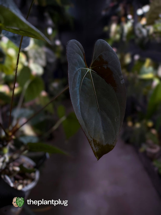 Anthurium #CherryNoir 🍒