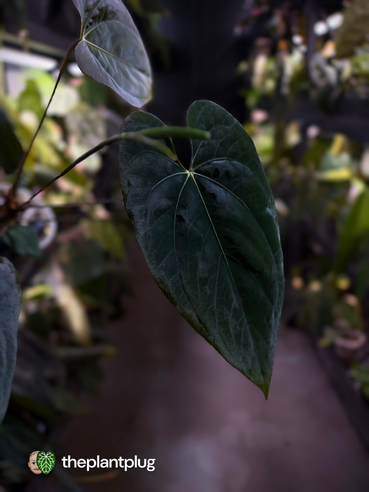 Anthurium #CherryNoir 🍒