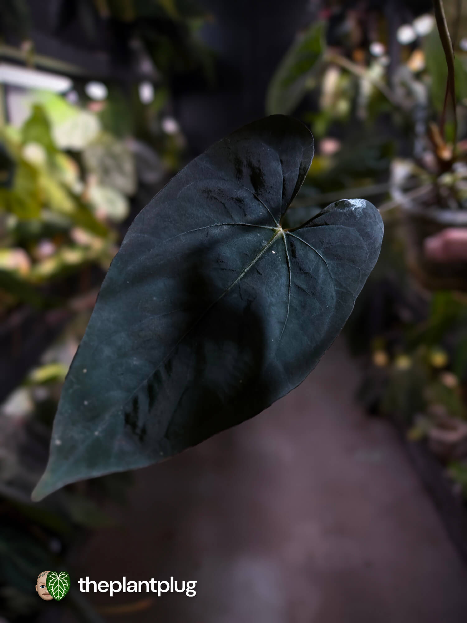 Anthurium #CherryNoir 🍒