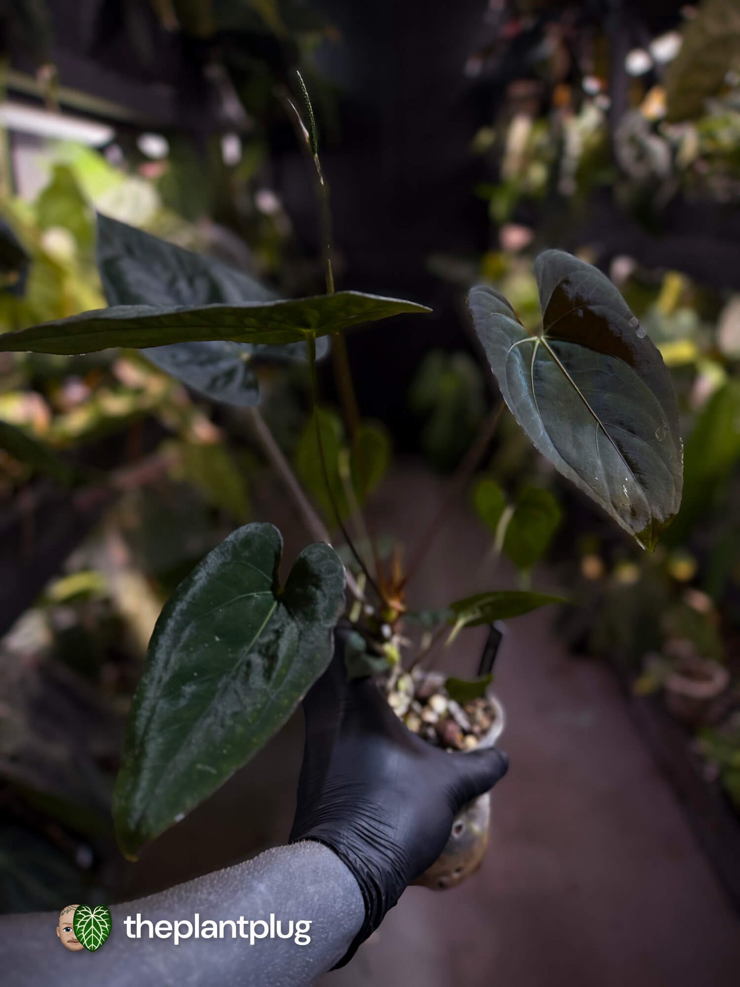Anthurium #CherryNoir 🍒