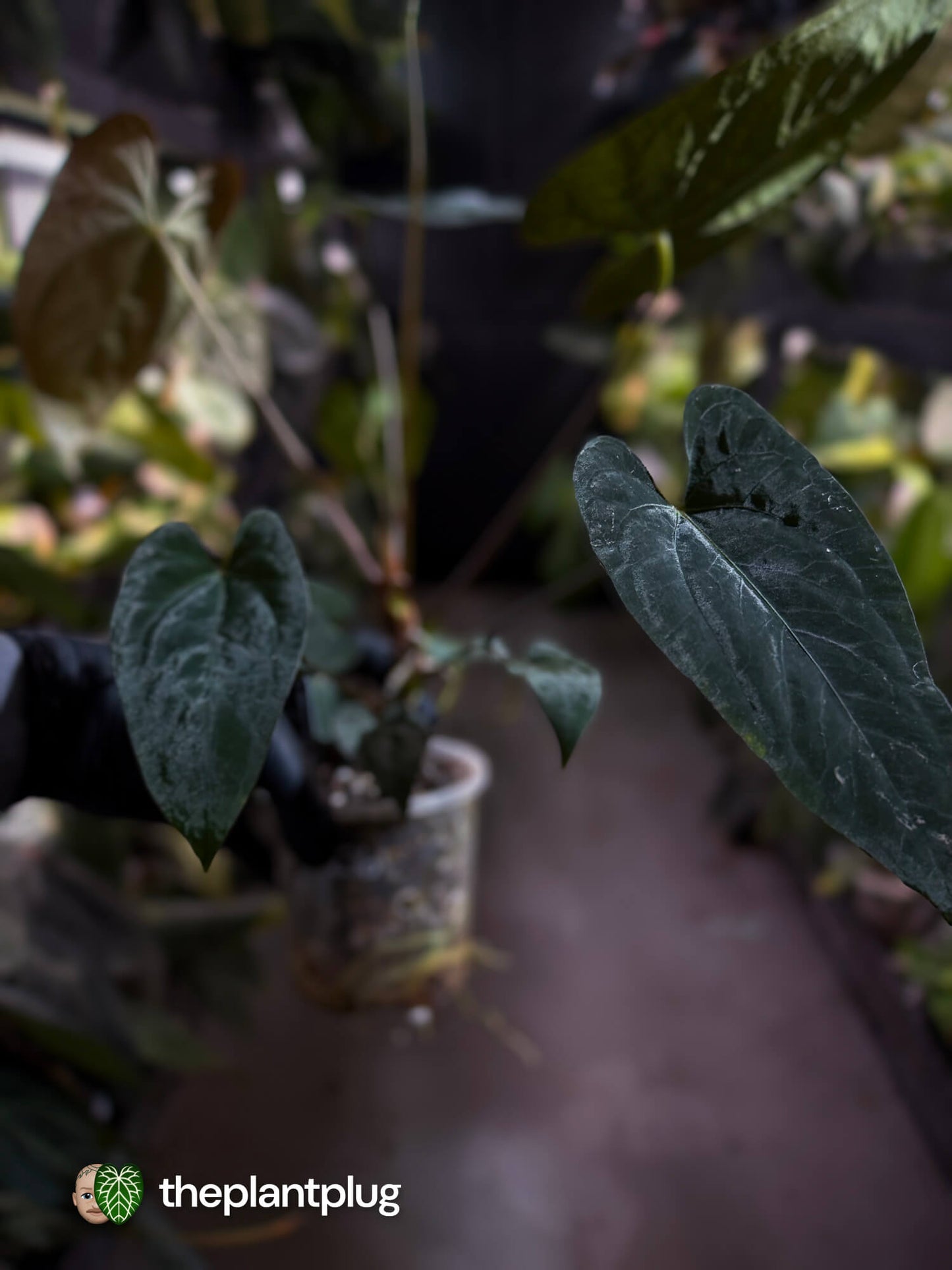 Anthurium #CherryNoir 🍒