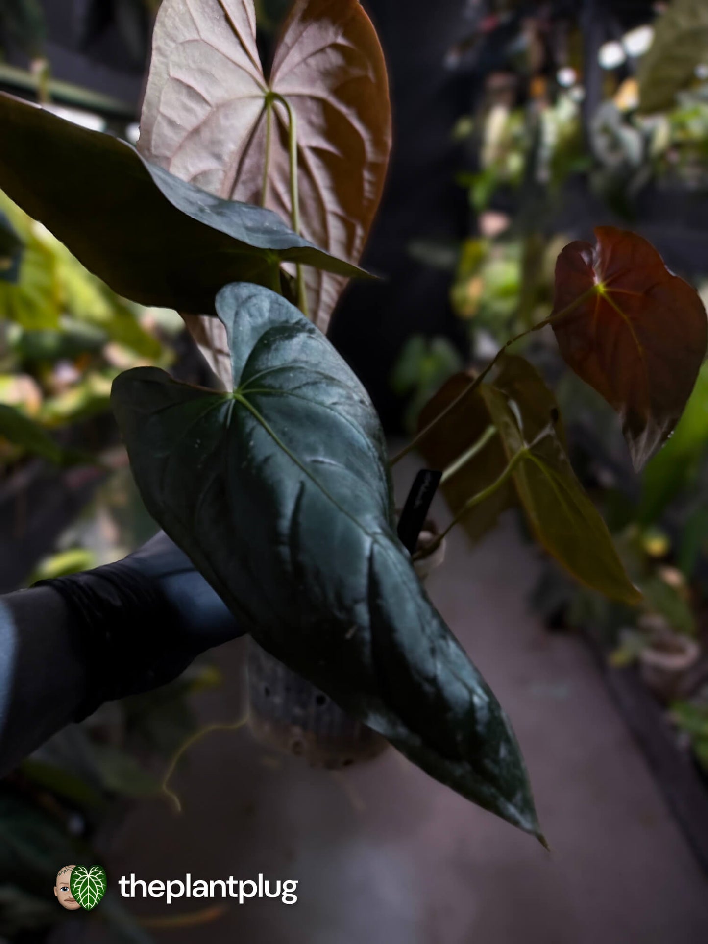 Anthurium #Moloch 🖤