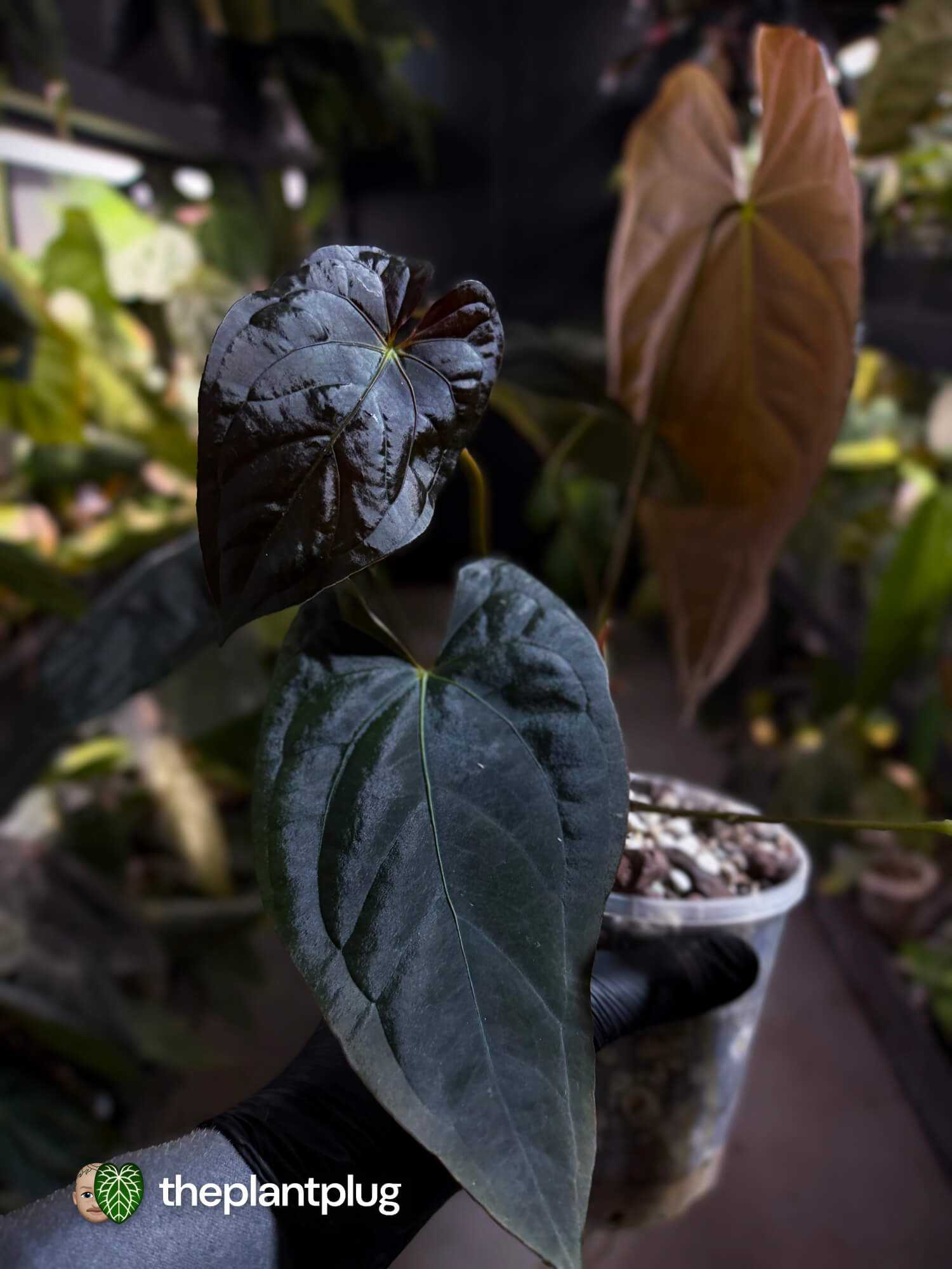 Anthurium #Moloch 🖤