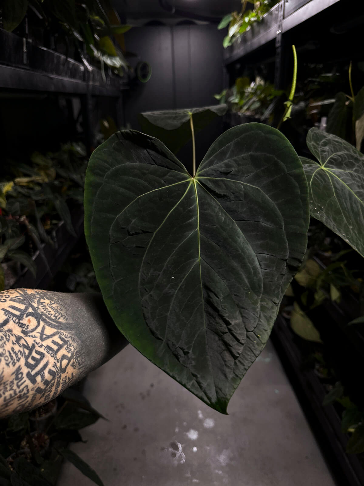 Anthurium lost tag • XXL flowering plant