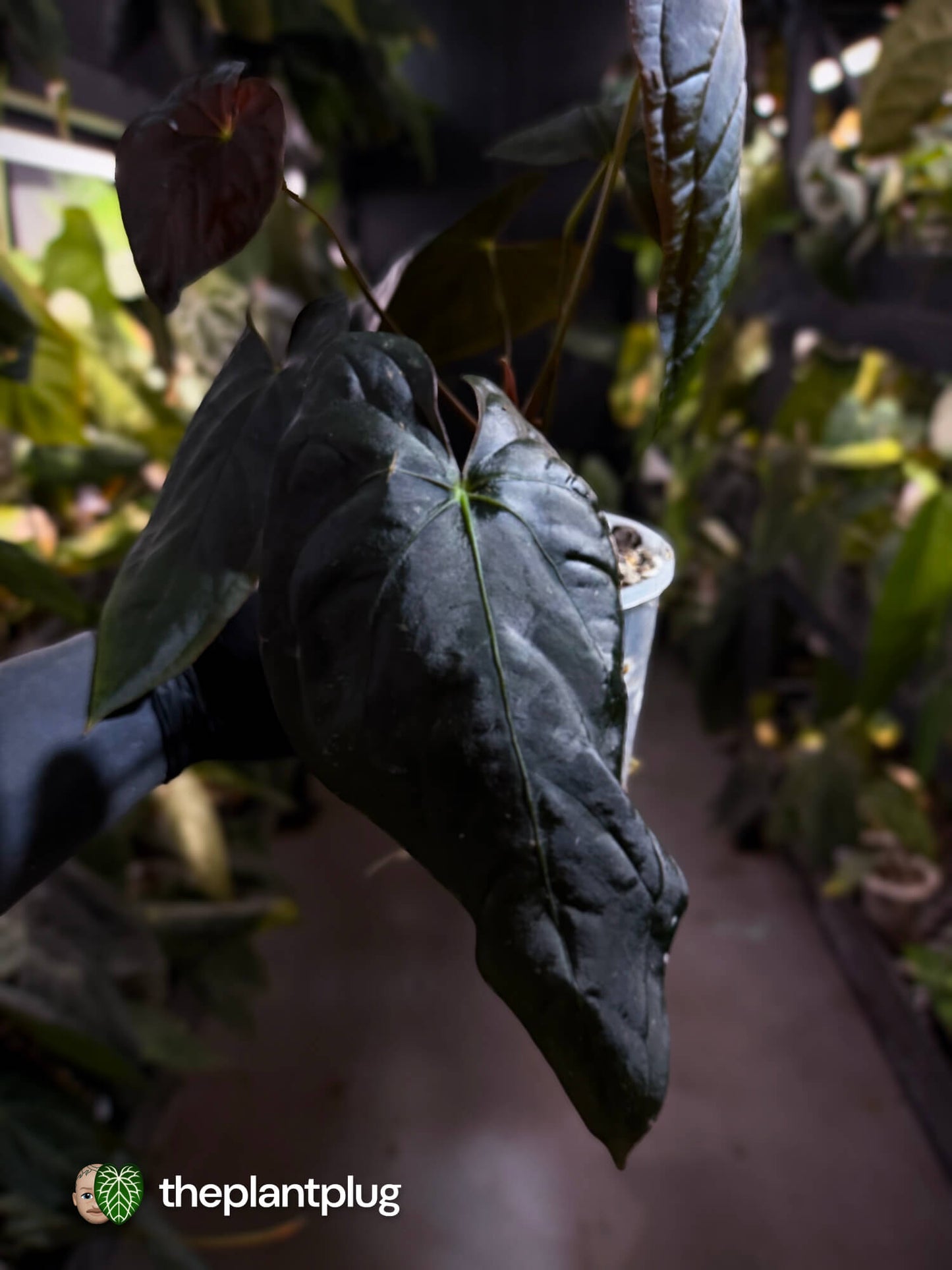 Anthurium #Moloch 🖤