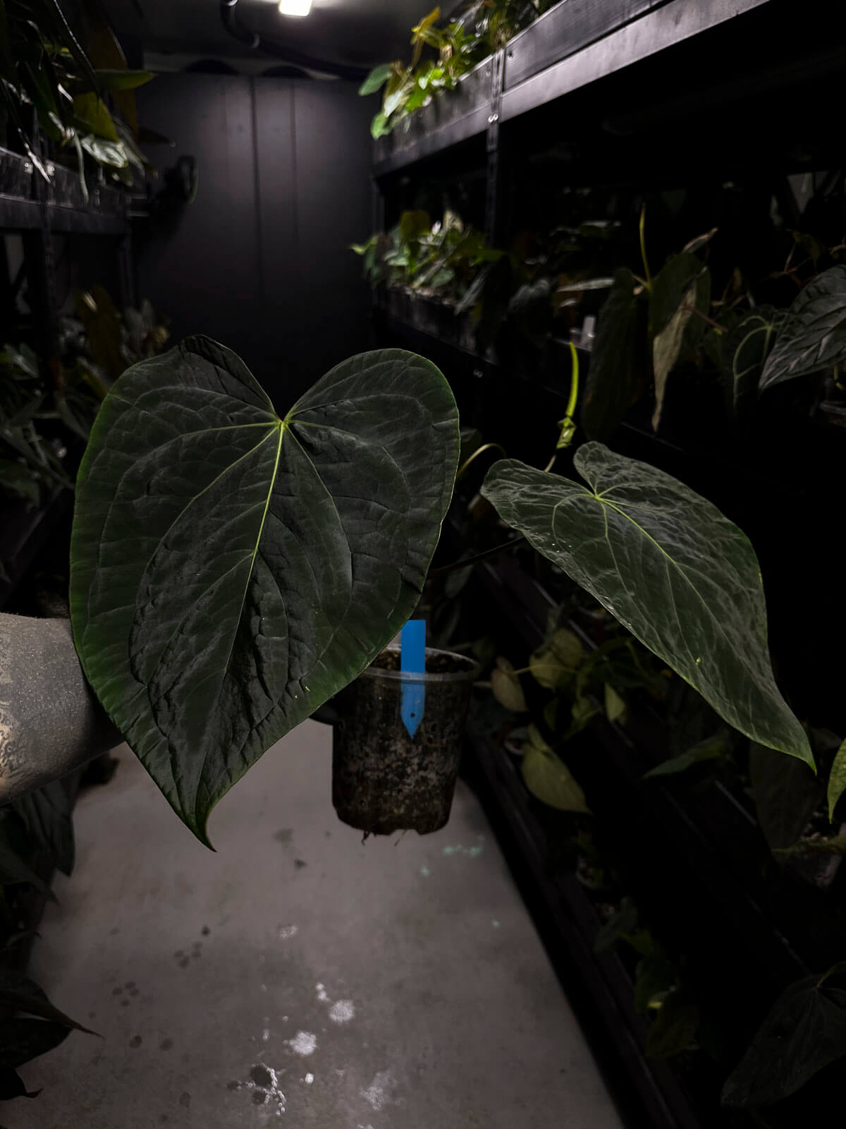 Anthurium lost tag • XXL flowering plant