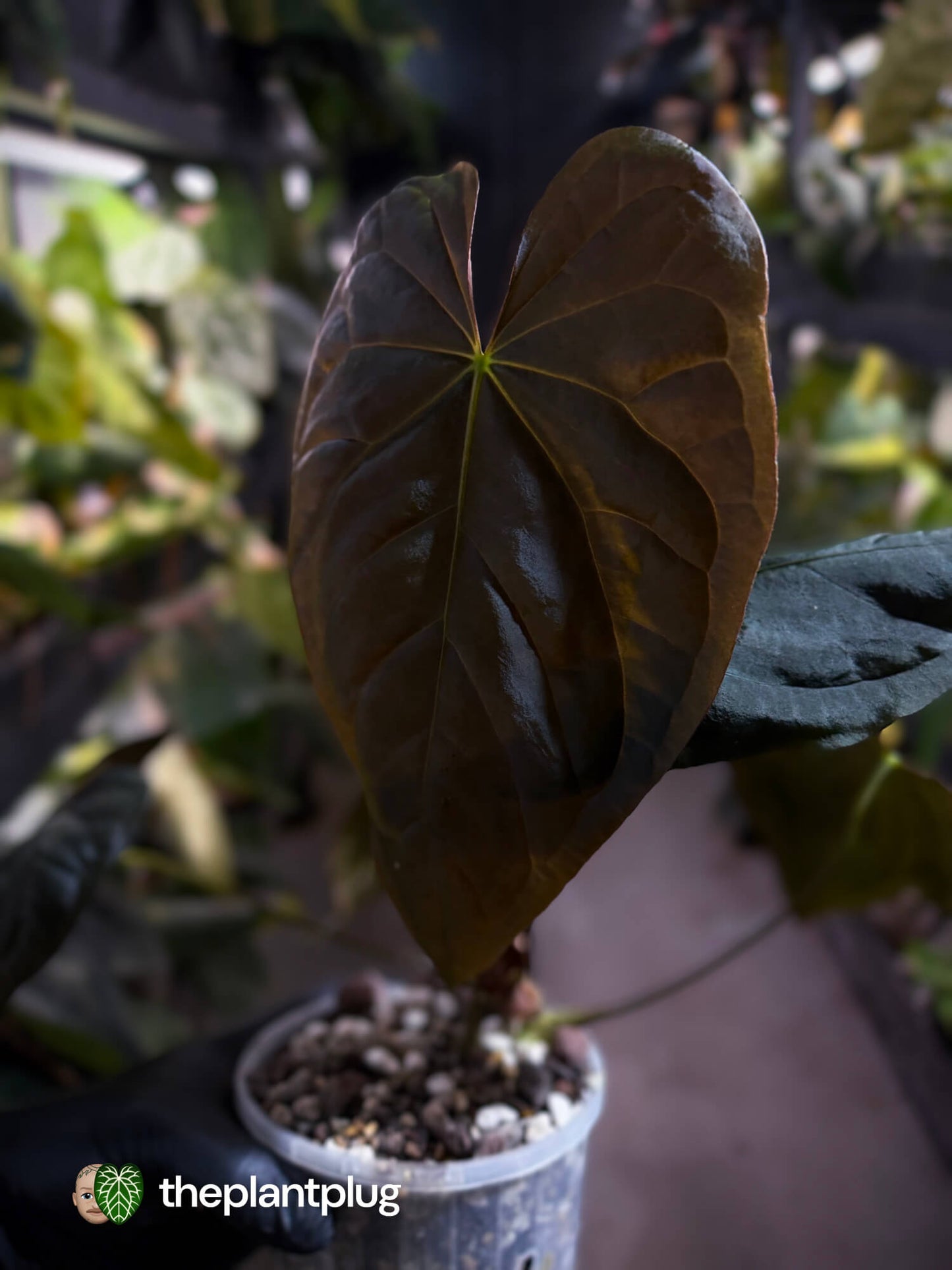 Anthurium #Moloch 🖤