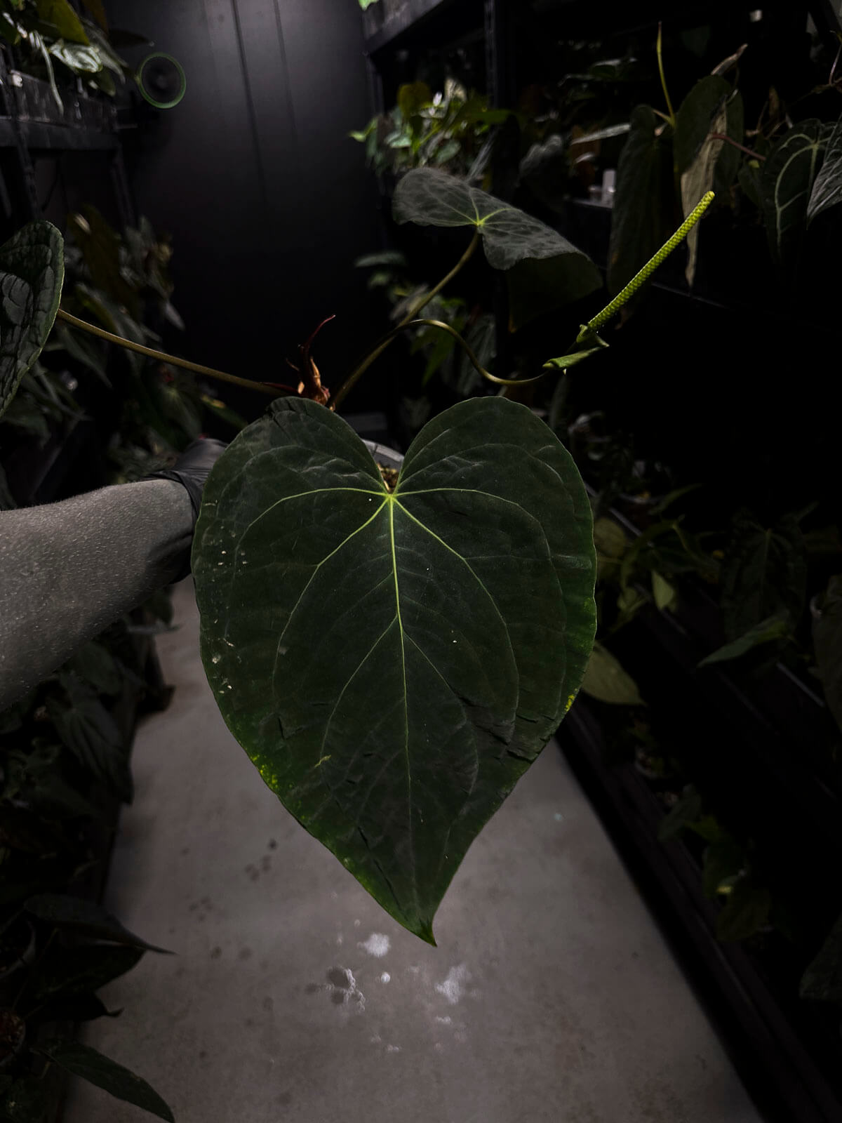 Anthurium lost tag • XXL flowering plant