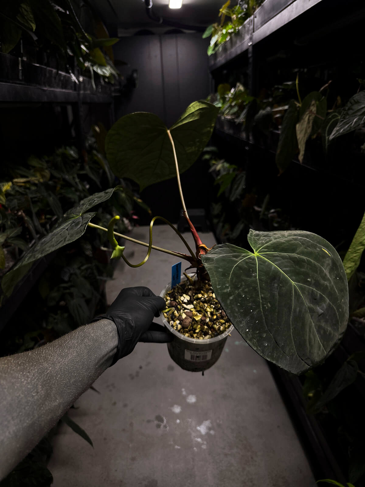 Anthurium lost tag • XXL flowering plant