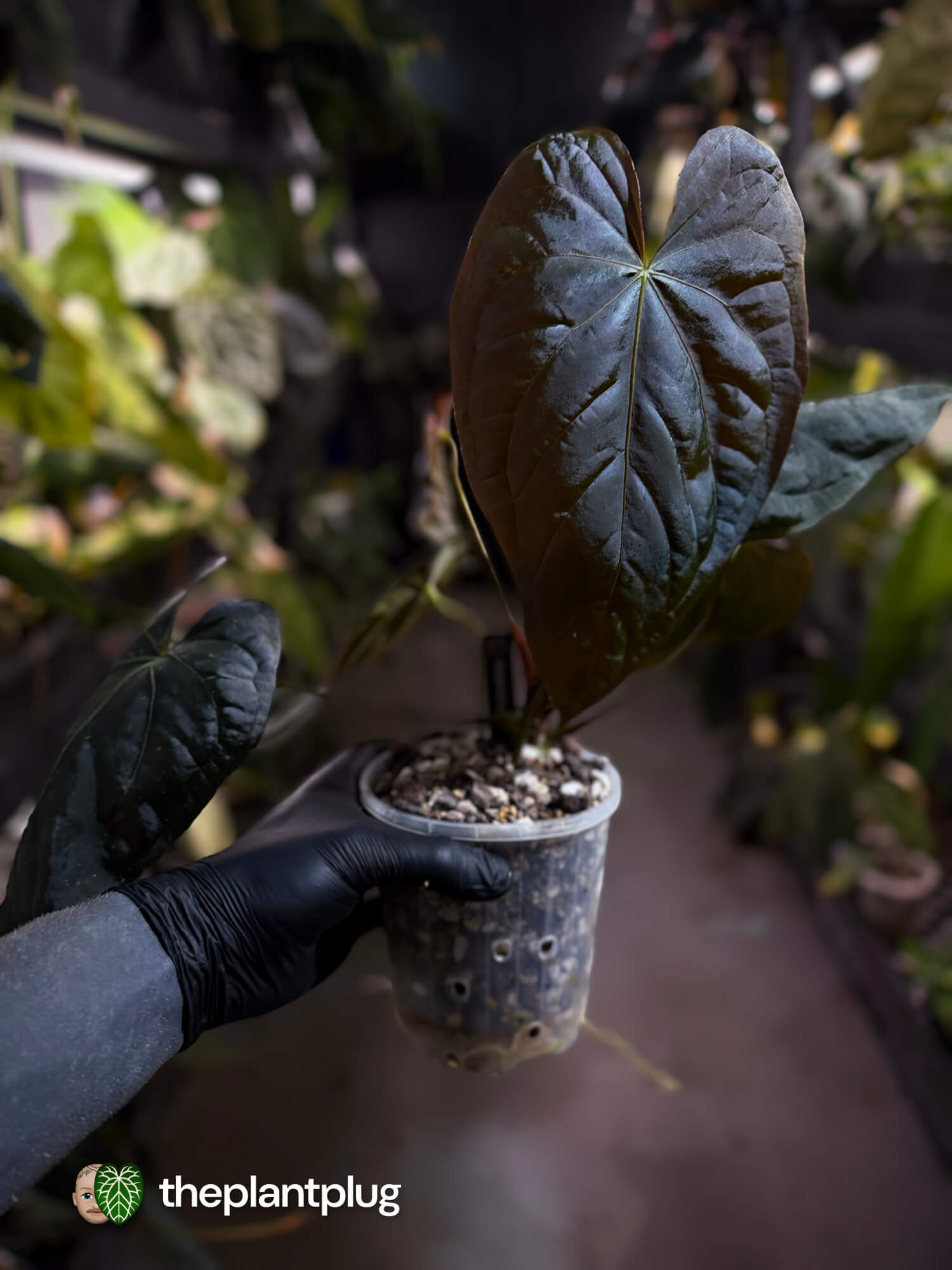 Anthurium #Moloch 🖤