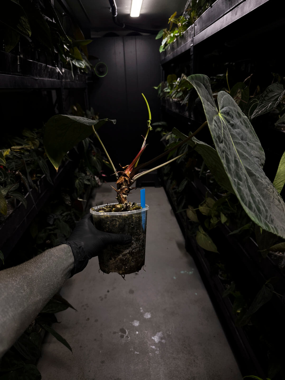 Anthurium lost tag • XXL flowering plant