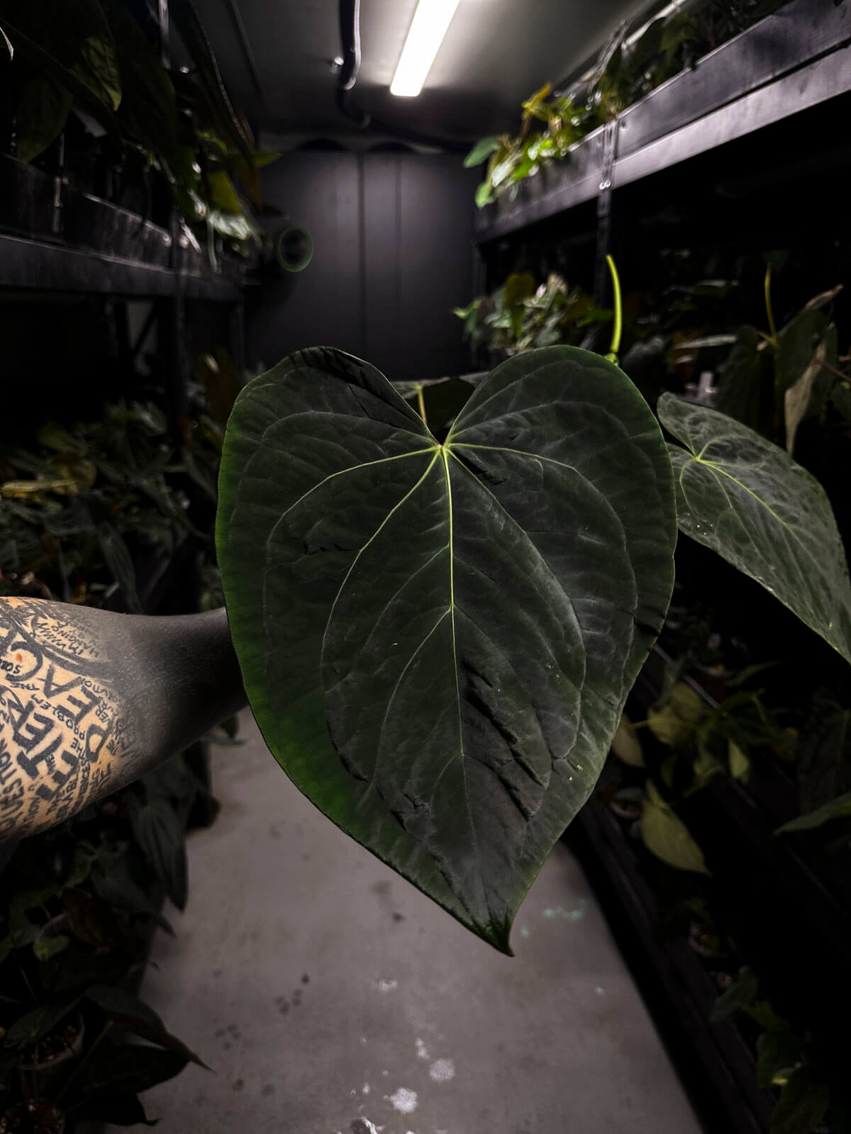 Anthurium lost tag • XXL flowering plant