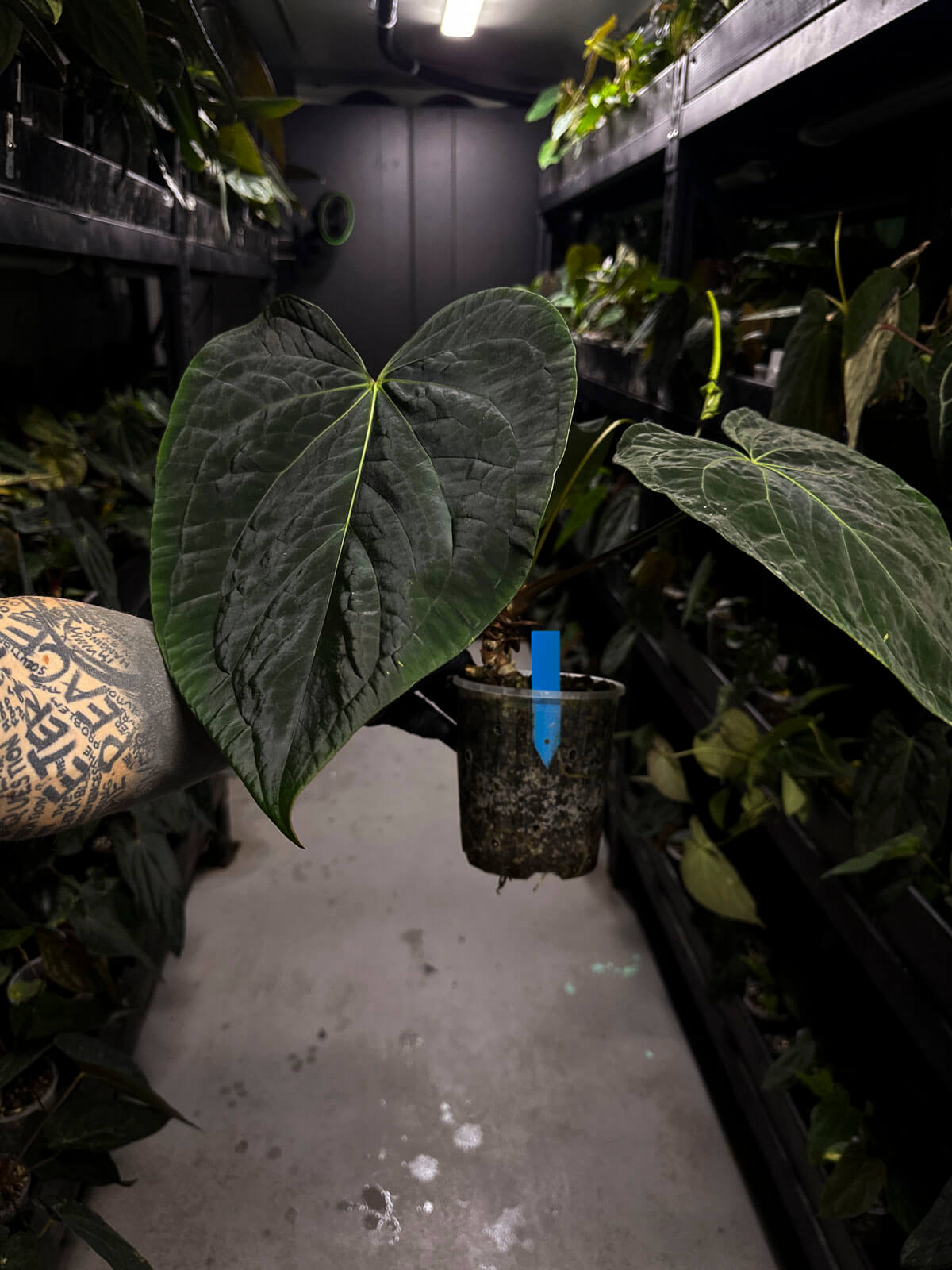 Anthurium lost tag • XXL flowering plant