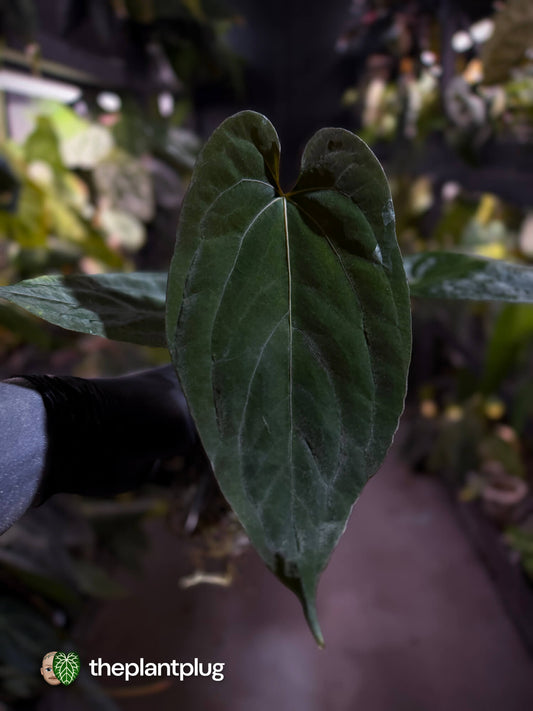 Anthurium #BlackParade • #BlackCherry x MV pap