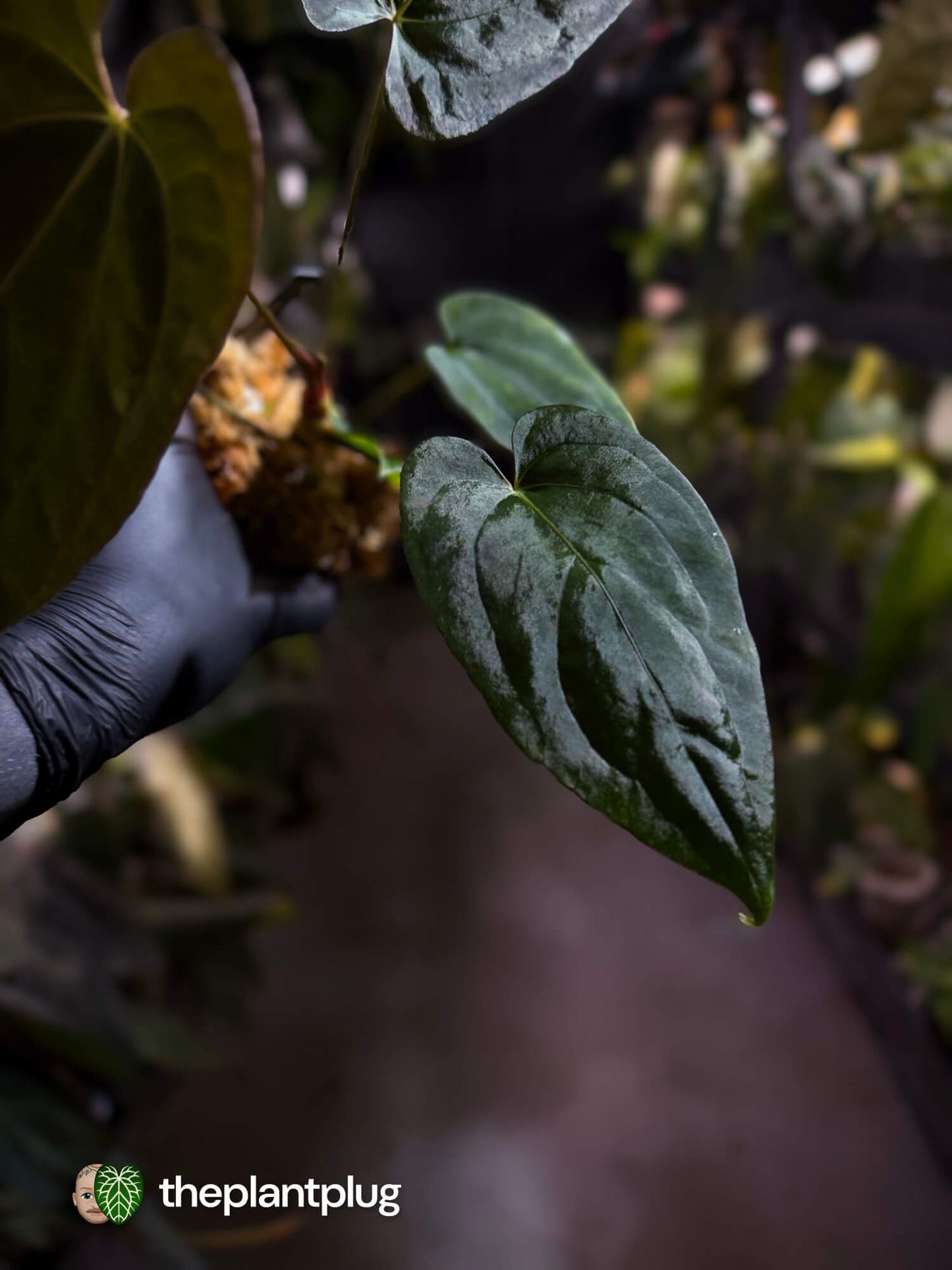 Anthurium #BlackParade • #BlackCherry x MV pap