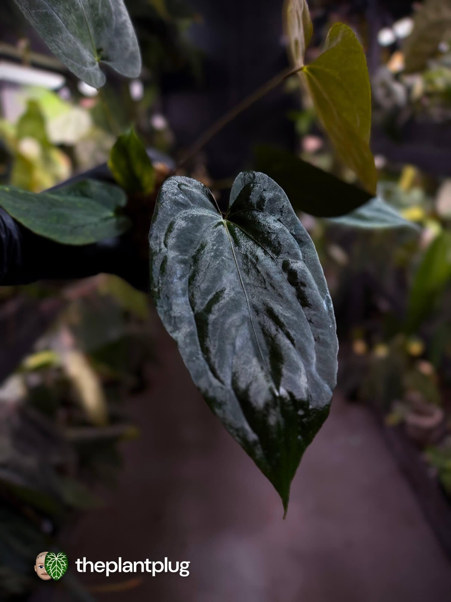 Anthurium #BlackParade • #BlackCherry x MV pap