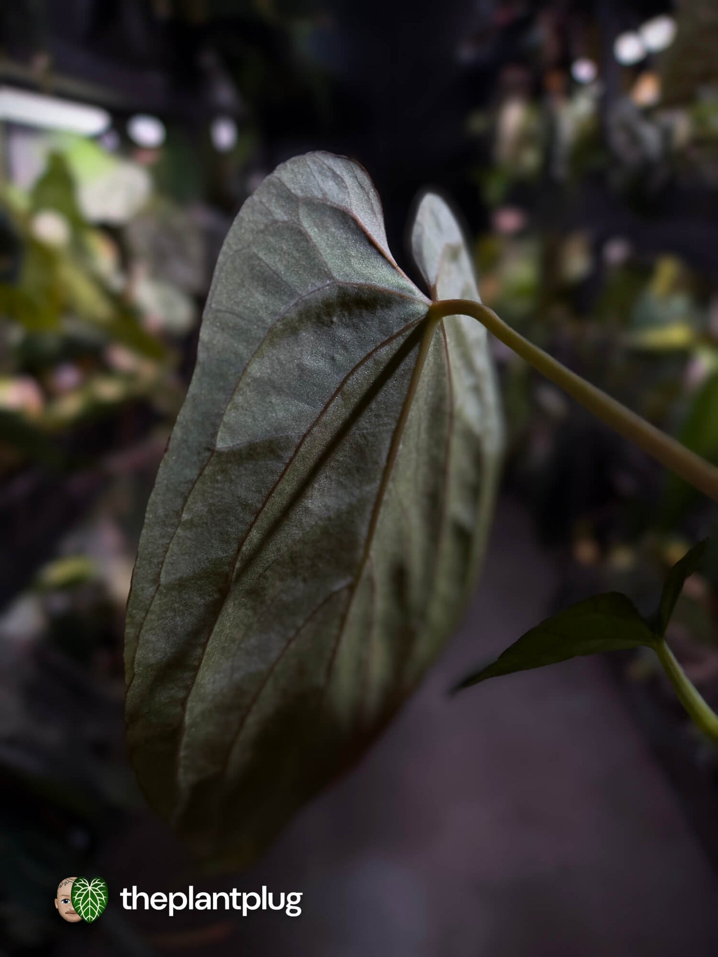 Anthurium #BlackParade • #BlackCherry x MV pap