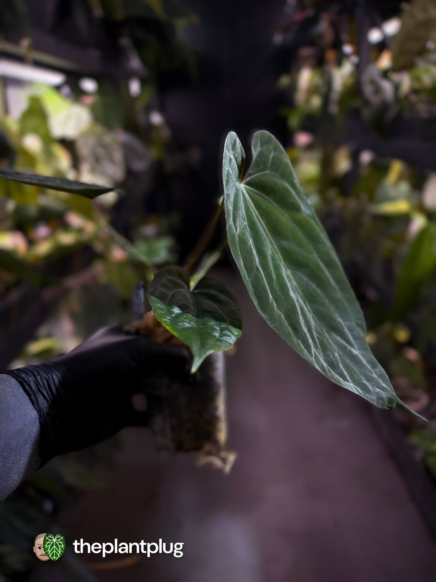 Anthurium #BlackParade • #BlackCherry x MV pap