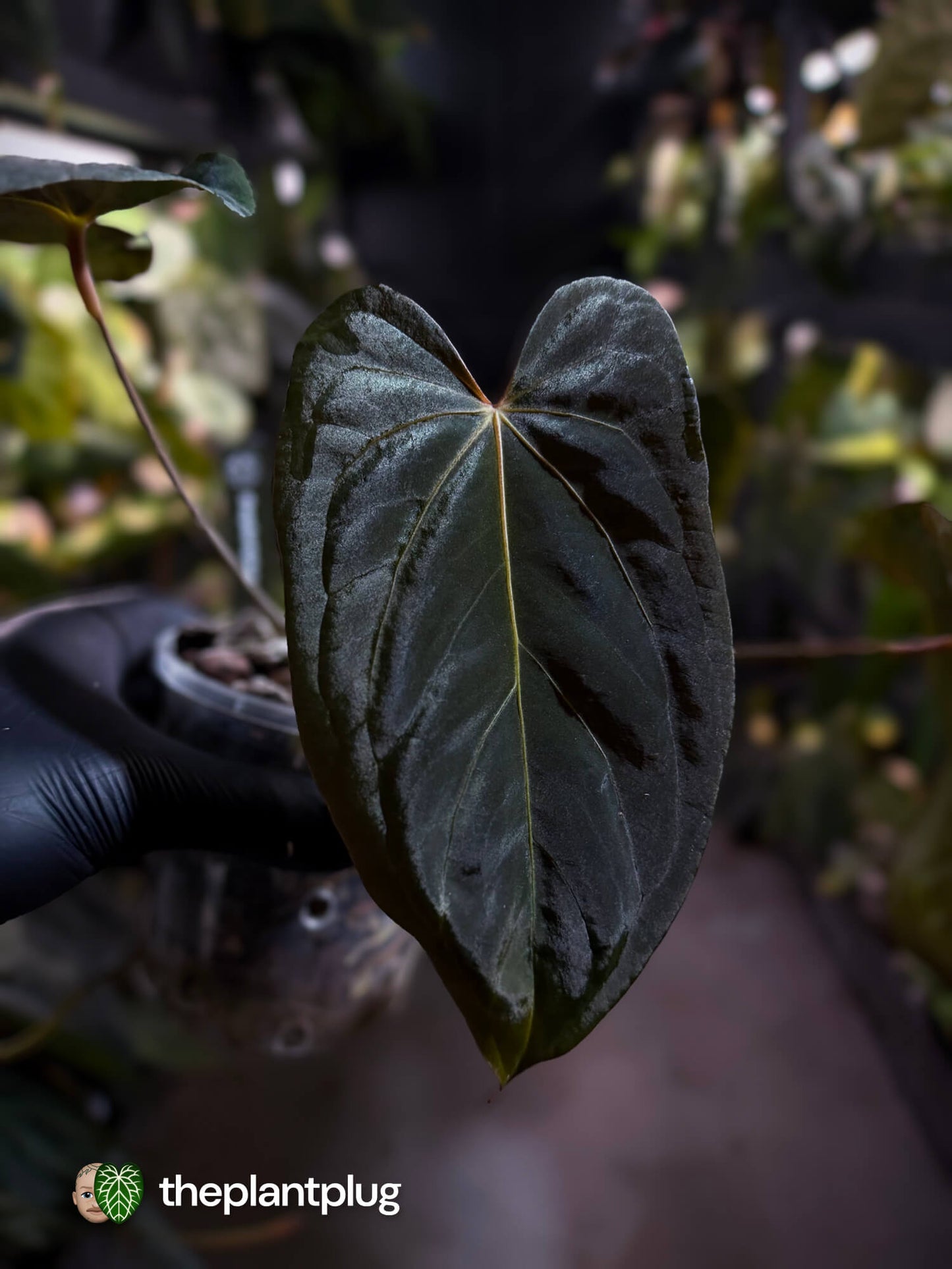 Anthurium #PLUG005 • select