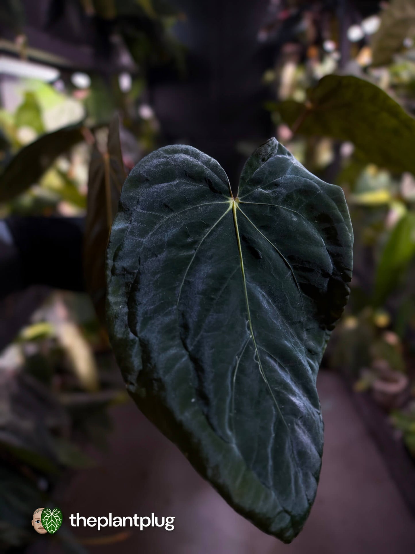 Anthurium #PLUG005 • select