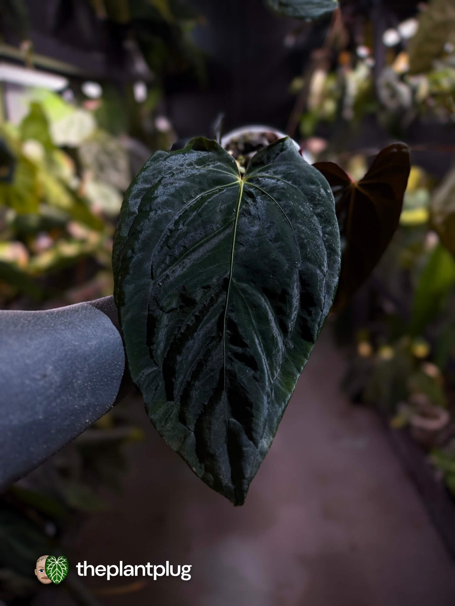 Anthurium #PLUG005 • select